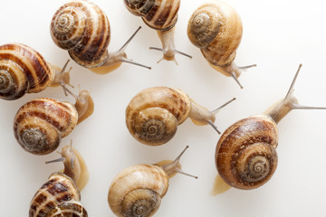 Snails