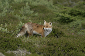 Red fox, Vulpes vulpes