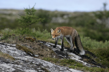 Fototapeta premium Red fox, Vulpes vulpes