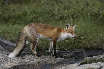 Fototapeta premium Red fox, Vulpes vulpes