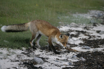 Red fox, Vulpes vulpes