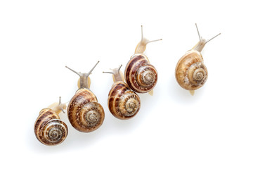 Snails