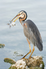 Grey Heron fishing