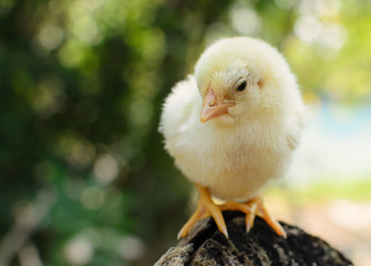 Cute Chicks