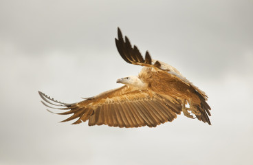 Vulture flying