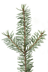 Douglasie, Pseudotsuga, menziesii, Ast,