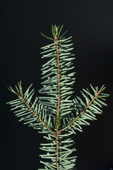 Douglasie, Pseudotsuga, menziesii, Ast,