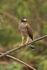 Roadside hawk, Buteo magnirostris