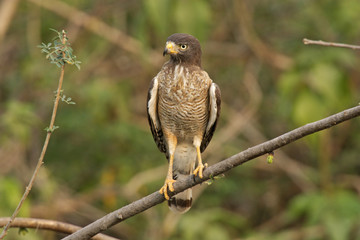 Roadside hawk, Buteo magnirostris