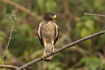 Roadside hawk, Buteo magnirostris