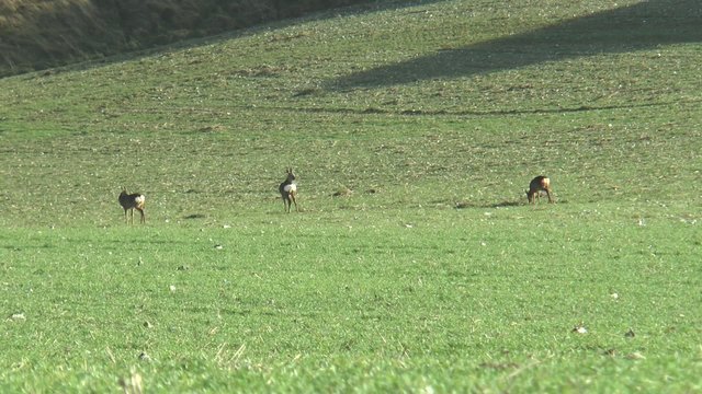 chevreuils un matin d'hiver