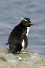 Rockhopper penguin, Eudyptes chrysocome