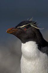 Naklejka premium Rockhopper penguin, Eudyptes chrysocome
