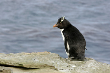 Obraz premium Rockhopper penguin, Eudyptes chrysocome