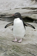 Rockhopper penguin, Eudyptes chrysocome