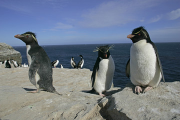 Obraz premium Rockhopper penguin, Eudyptes chrysocome
