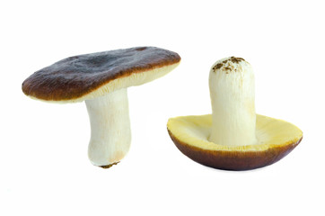 Russula
