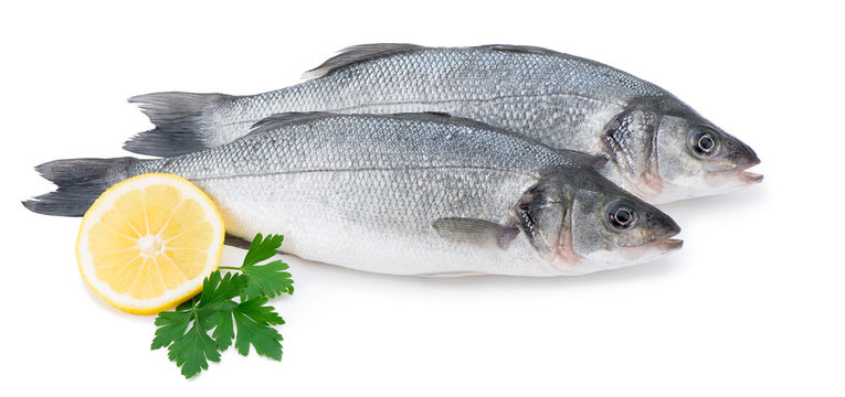 Fresh Sea Bass, Dicentrarchus labrax