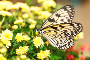 Idea leuconoe