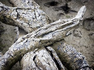 Fototapeta na wymiar weathered roots