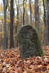 Old Boundary Stone in Autumn Beech Forest