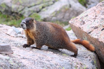 Yellow-bellied marmot in Colorado