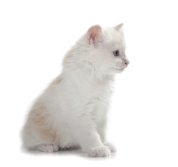 laying kitten isolated over white background
