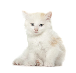 laying kitten isolated over white background