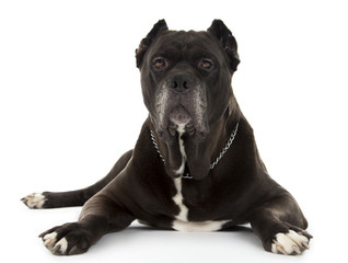 Cane Corso black dog on white background
