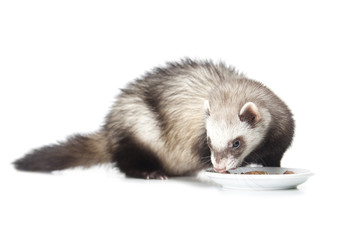 Fototapeta na wymiar eating ferret