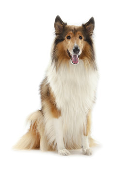 Rough Collie