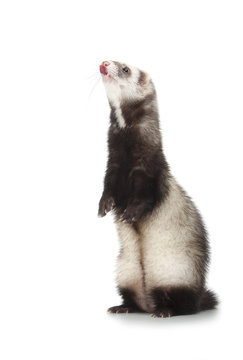 Young Ferret