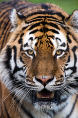 Fototapeta premium Siberian Tiger Close Up