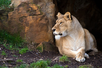 Lioness