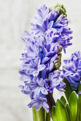 Hyacinth flowers , selective focus