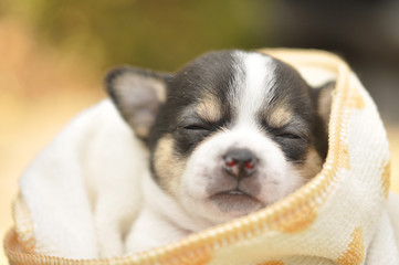 chiwawa puppy dog pet