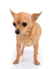 female chihuahua