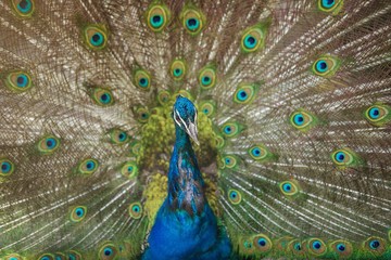 Obraz premium Peacock showing its beautiful feathers.