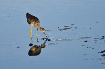 Lone Sandpiper in Shallow Water