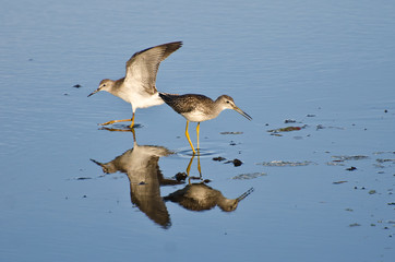 Two Sandpipers in Shallow Water