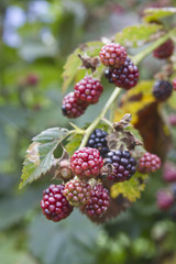 Close Up of Ripening Blackberries