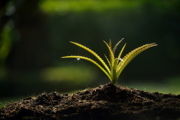 Young plant with water drop and sparkle