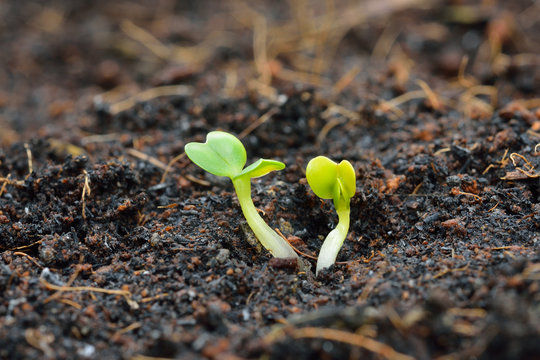 Green seedling growing out of soil