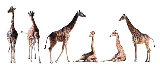 Gordijnen Set van enkele giraffen © JackF