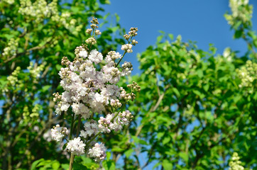 Flowering lilac