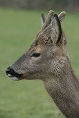 Roe deer, Capreolus capreolus