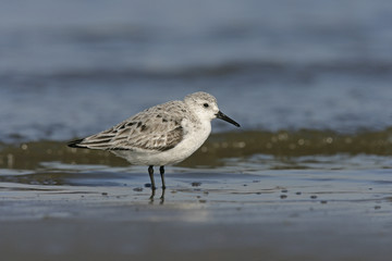 Sanderling,  Calidris alba