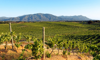 Fototapeta na wymiar Winnica w Korsyka wschodniej równinie