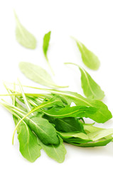 Rucola, isolated