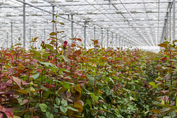 Rose cultivation in a big Dutch greenhouse